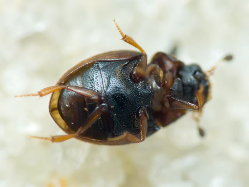 Coleoptera Linnaeus, 1758